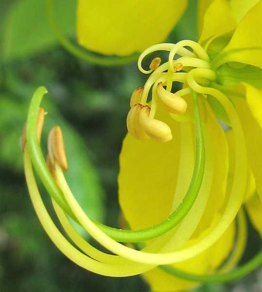 golden shower flower detail