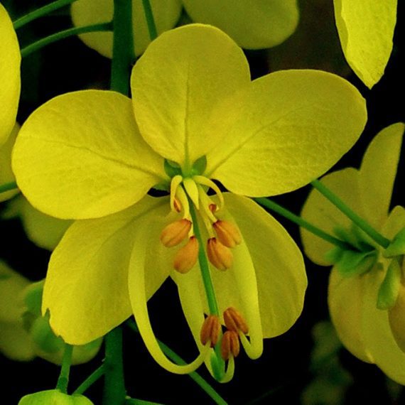 golden shower flower detail-bfa