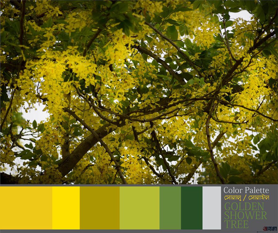 color palette of golden shower flower-bfa