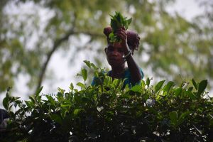 Tea Garden PC by fxyz/2021