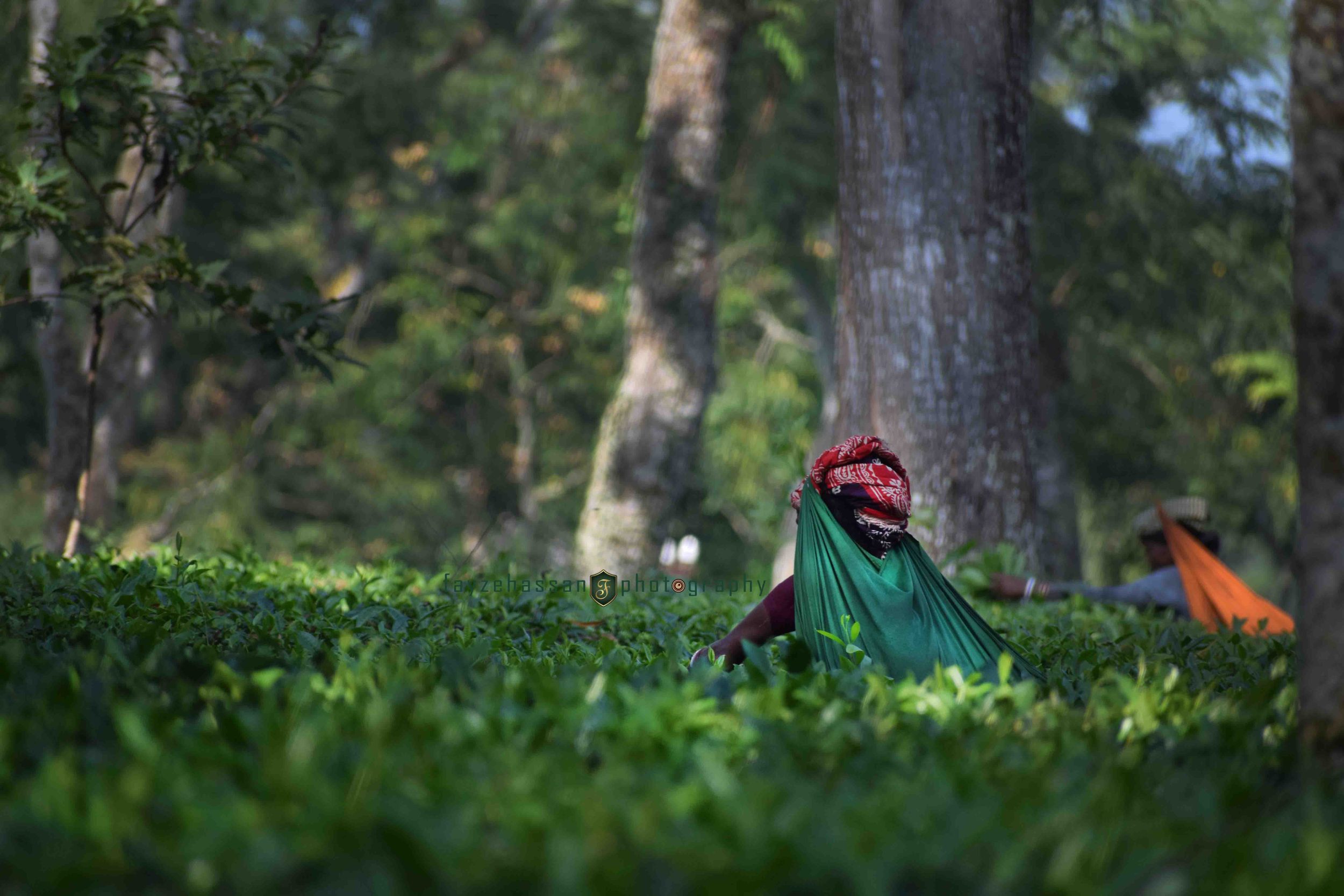 Tea Garden PC by fxyz/2021