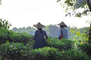 Tea Garden PC by fxyz/2021