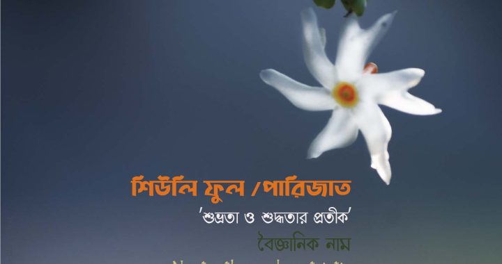 শিউলি ফুল Night Blooming Jasmine Shiuli flower