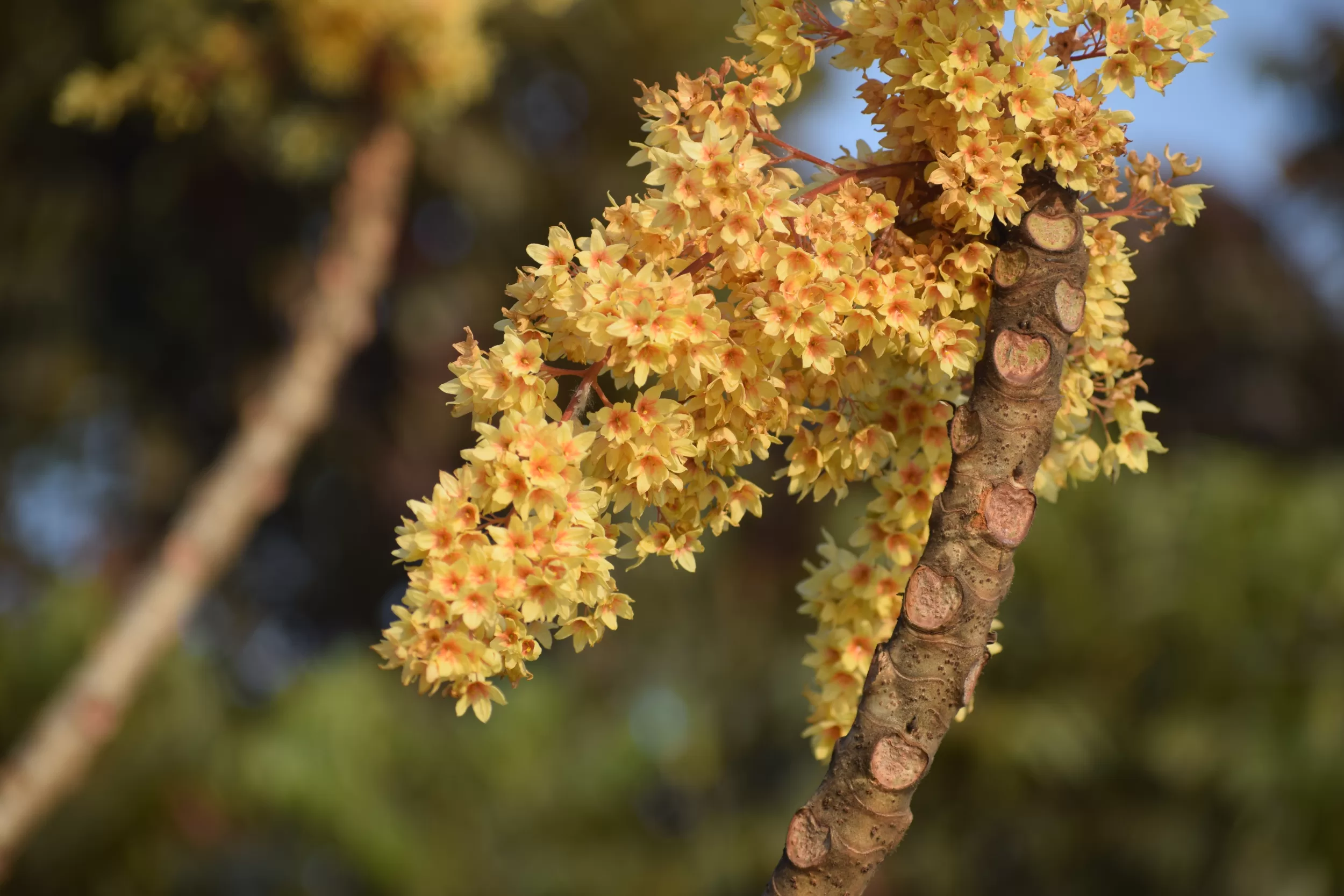 Hairy sterculia, Elephant rope tree উদাল ফুল