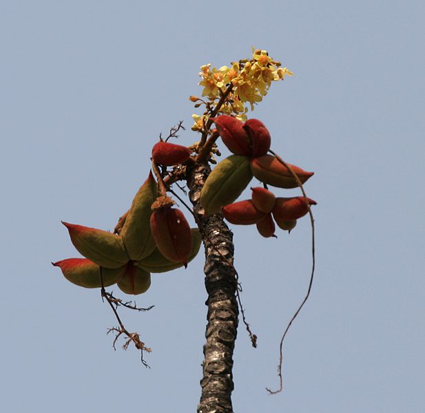 Hairy sterculia, Elephant rope tree উদাল ফুল