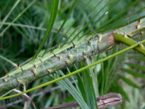 ঐতিহ্যবাহী বাঁশ ও বেত শিল্প